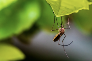 A close-up image of a mosquito, a known vector for dengue fever, resting on a green leaf, highlighting its potential danger in transmitting diseases.