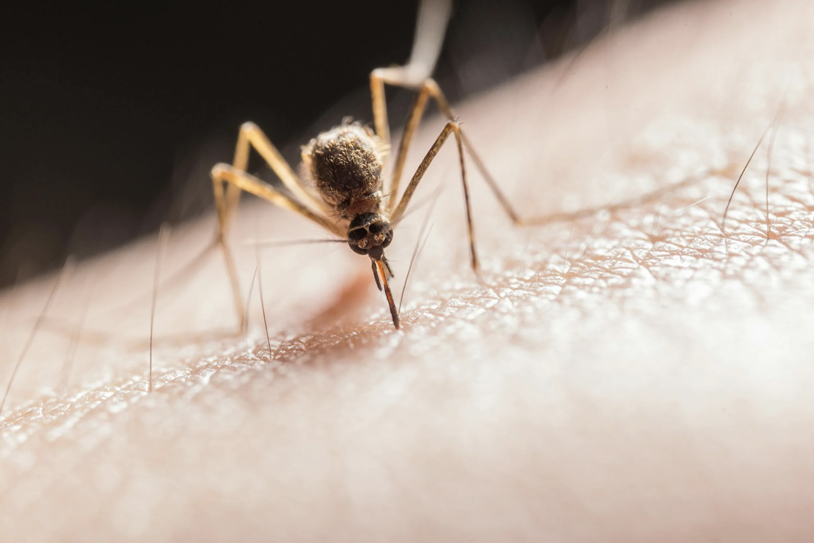 Protecting Yourself from Mosquito Bites in Bali: Best Practices and Recommendations