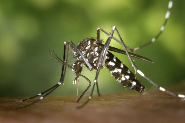 Mosquito Bites in Bali: Prevention, Treatment, and FAQs