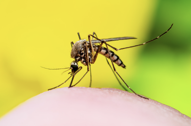 Understanding Dengue Fever in Bali: Symptoms and Prevention