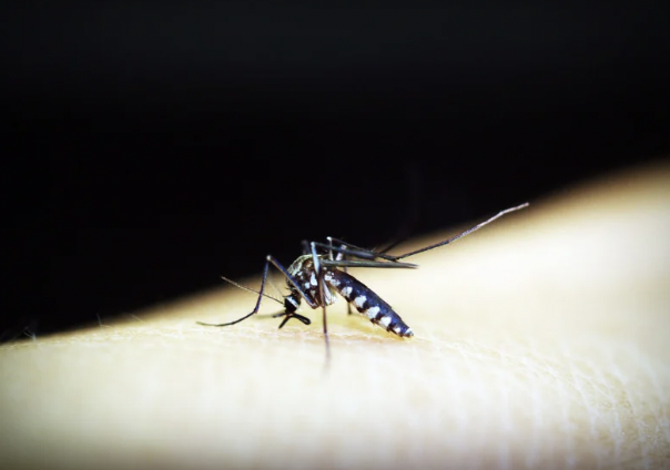 Malaria in Bali: What You Need to Know