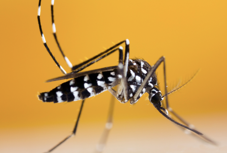 When Are Mosquitoes Most Active in Bali? Proven Prevention Strategies