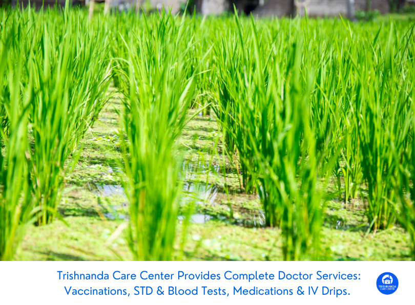 Tabanan Rice Terrace Retreats: Mobile Lab Pickups Without the Drive